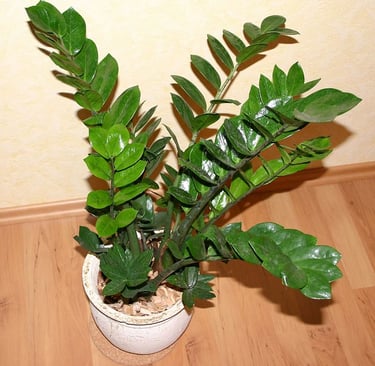 Zamioculca, planta em vaso pequeno
