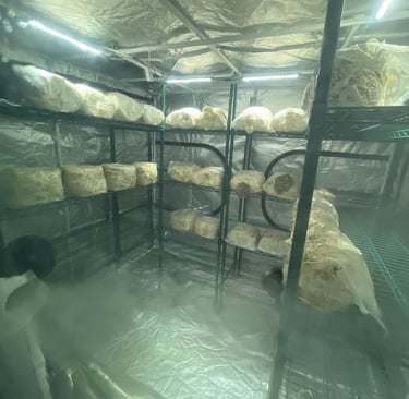 Mushroom grow bags on metal racks inside a humid indoor cultivation tent with LED lighting.