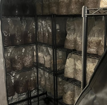 Mushroom spawn substrate bags colonizing on metal shelves inside a dark indoor grow tent.