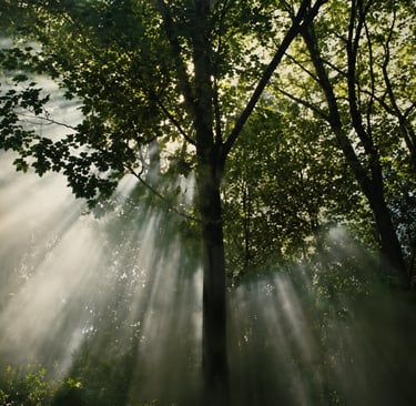 Sunlight rays pierce through the dense green canopy of a peaceful forest, highlighting mist and dappled light on the