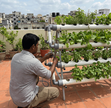 A man sets up a vertical hydroponic farming system on a rooftop terrace garden with leafy green vegetables.