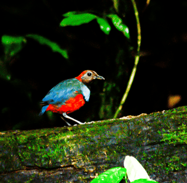 Papuan Pitta, Timur Birding, Baronda indonesia timur Sorong