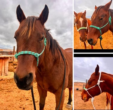 Pretty Heart K Bar Halters on horses