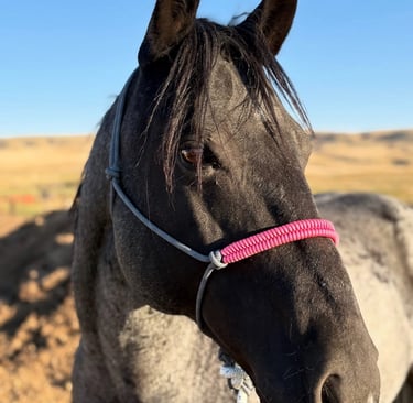Handmade horse halter by I Heart k Bar Halters