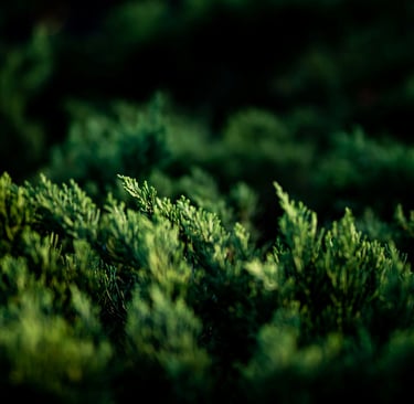 Hedge cutting/Trimming  Bridgwater Somerset UK