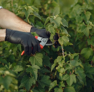Pruning Flowers and shrubs And weeding In Bridgewater Somerset UK