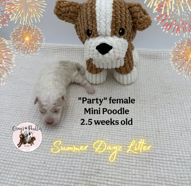 toy poodle puppy