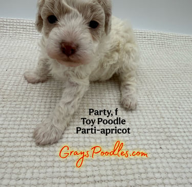 toy poodle puppy