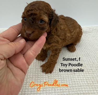 toy poodle puppy