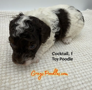 toy poodle puppy