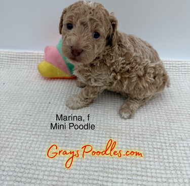 toy poodle puppy