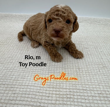toy poodle puppy