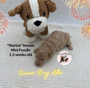 toy poodle puppy