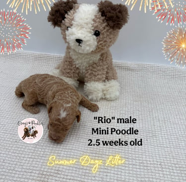 toy poodle puppy