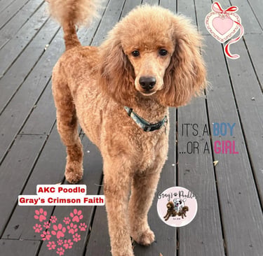 poodle puppies
