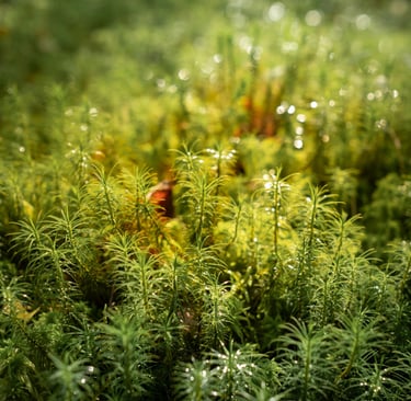 Close of up moss to demonstrate texture in sensory grounding.