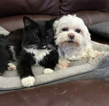 We also look after Cats as long as they are not tool scared by dogs