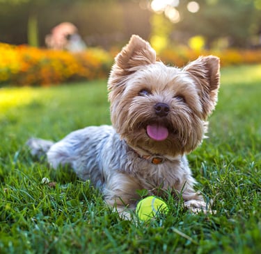 DOGGIEbackpackers dog boarding and sitting in Inner North Brisbane