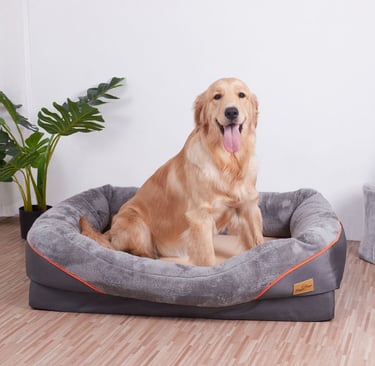 DOGGIEbackpackers dog boarding and sitting in Inner North Brisbane