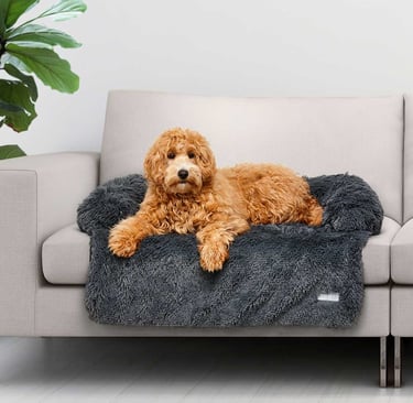 DOGGIEbackpackers dog boarding and sitting in Inner North Brisbane