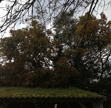 branches d'un chêne, tombé sur une grange