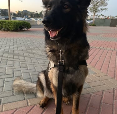 K9 Odie drug and bomb detection dog