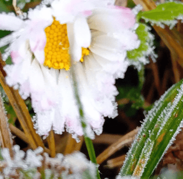 a white flower with frost on it