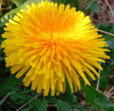 a yellow flower with a green leafy background