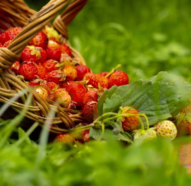 iğde tohum çimlenme