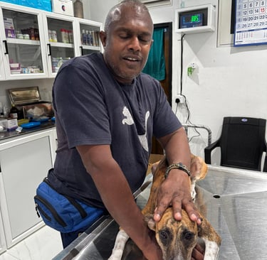 dog receiving veterinary care at pet pulse animal hospital in Battaramulla