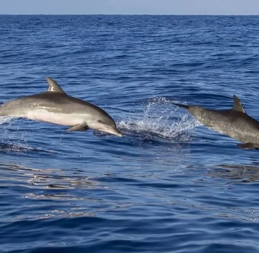 delfines en cantabria