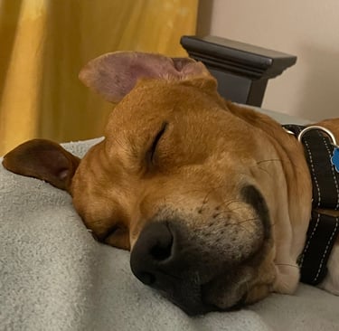 Wondering when my human will go to sleep