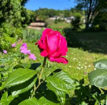 Stunning roses in the back garden