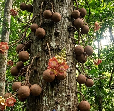 Árbol de ayahuma (Couroupita guianensis) con frutos redondos colgando del tronco en la Amazonía