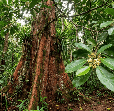 Chuchuhuasi, an Amazonian medicinal tree used in ancestral Peruvian tradition.
