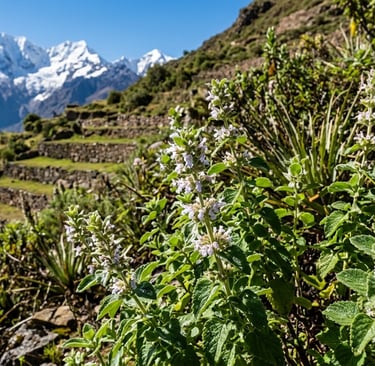 Planta medicinal muña (Minthostachys mollis) en los Andes peruanos, usada para problemas digestivos.