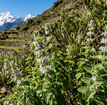 Muña, an Andean medicinal plant used for well-being, energy cleansing, and ancestral medicine
