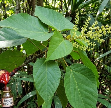  sangre de grado( Croton lechleri)saliendo del árbol, usada en medicina tradicional amazónica para cicatrizar heridas.