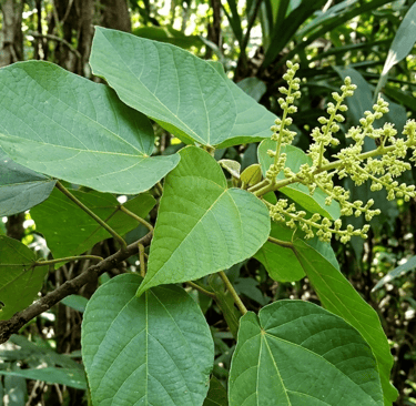 Sangre de grado, sacred Amazonian resin used in traditional medicine and natural wellness.