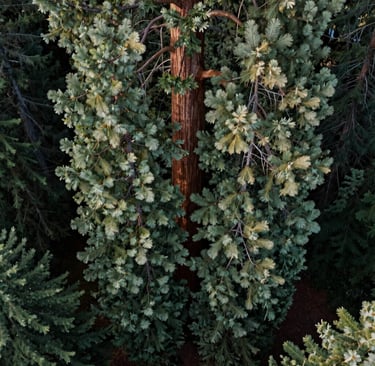 A majestic aerial top-down view of a giant sequoia's dense crown in a Eugene, Oregon urban park. The deep forest green and sage green needles are illuminated by soft, natural morning light, creating a serene and immersive mood. US Pacific Northwest photography.