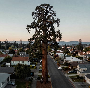 An immersive aerial shot of a towering giant sequoia standing tall above a residential street in Eugene, Oregon. The composition shows the scale of the tree relative to North American houses below. Serene twilight lighting with soft slate gray and mint tones.