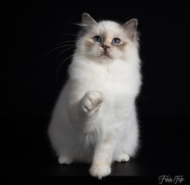 Nydelig Hellig Birma kattunge blåskilpaddemasket fra NO*Gaustatoppens oppdrett