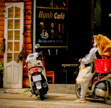Dog in a crate on a motorbike