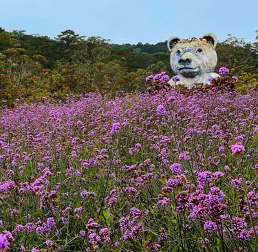 Purple verbena flower field in Da Lat Vietnam with large bear sculpture and pine forest in the backg