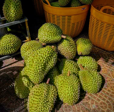 Ri6 Durian- Soc Trang- Mekong Delta-Vietnam