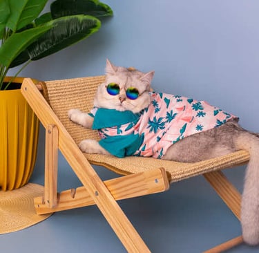 Gato en una silla