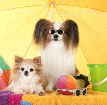 Dos perritos en la playa