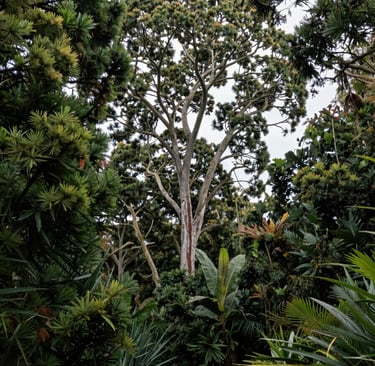 Native New Zealand Flora and Fauna