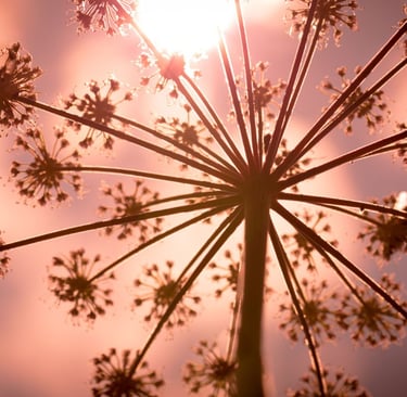 fotografia ravvicinata di un fiore della pianta di finocchio