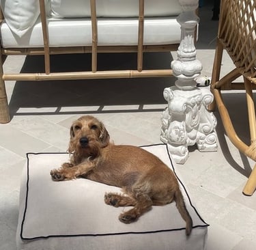 SR Sevices' dog relaxing in the sun in a property's porche